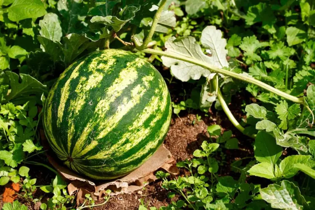 Non mangiare anguria la sera: ecco cosa succede Non mangiare anguria la sera: ecco cosa succede