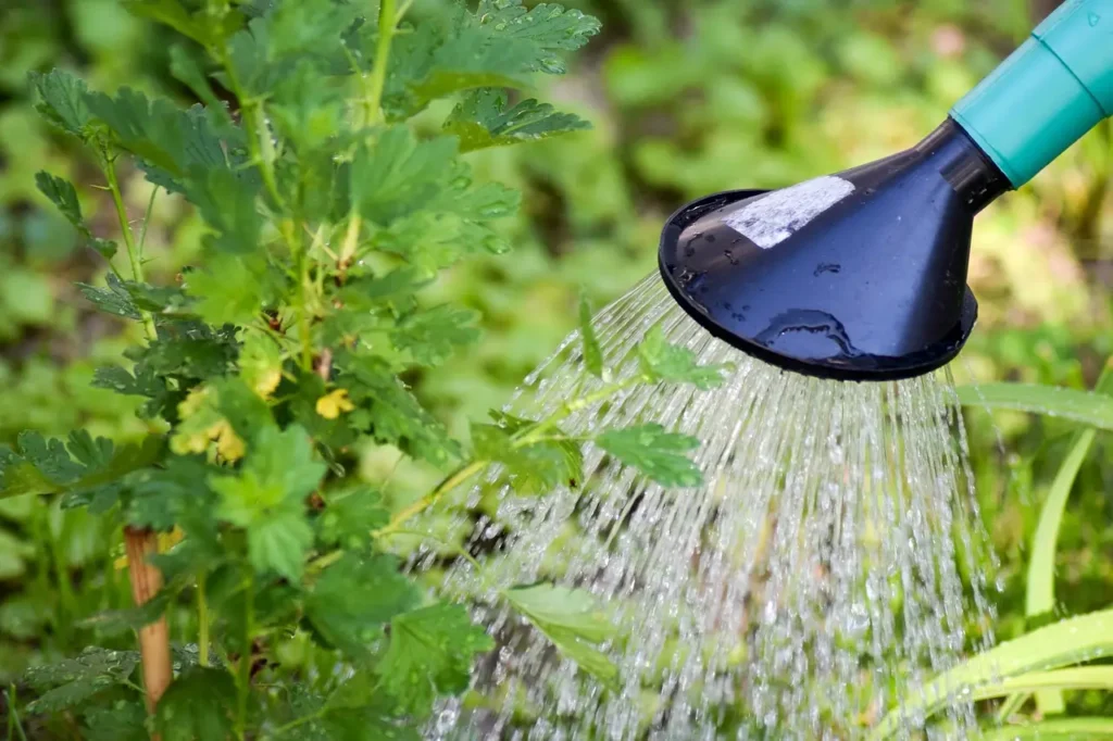 Come proteggere le piante dal caldo estivo: il metodo efficace Come proteggere le piante dal caldo estivo: il metodo efficace