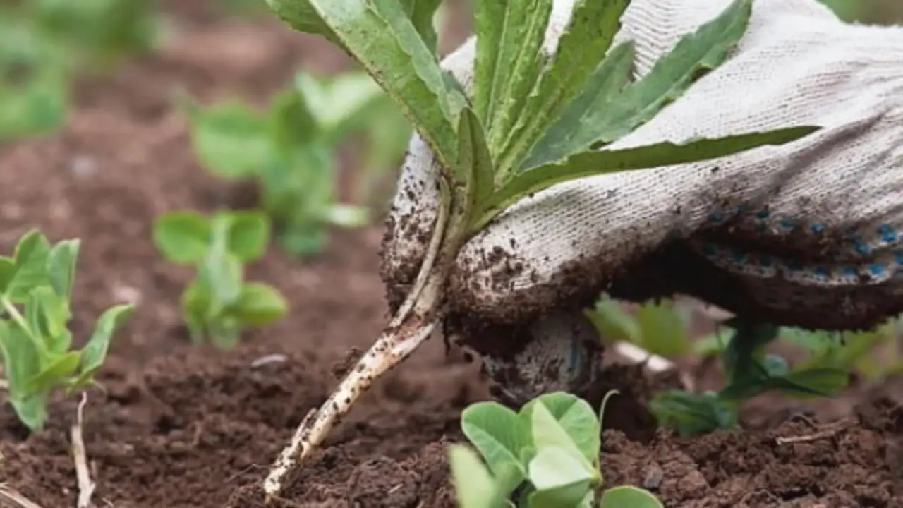 Il diserbante economico e naturale per eliminare le erbacce, senza spendere troppo