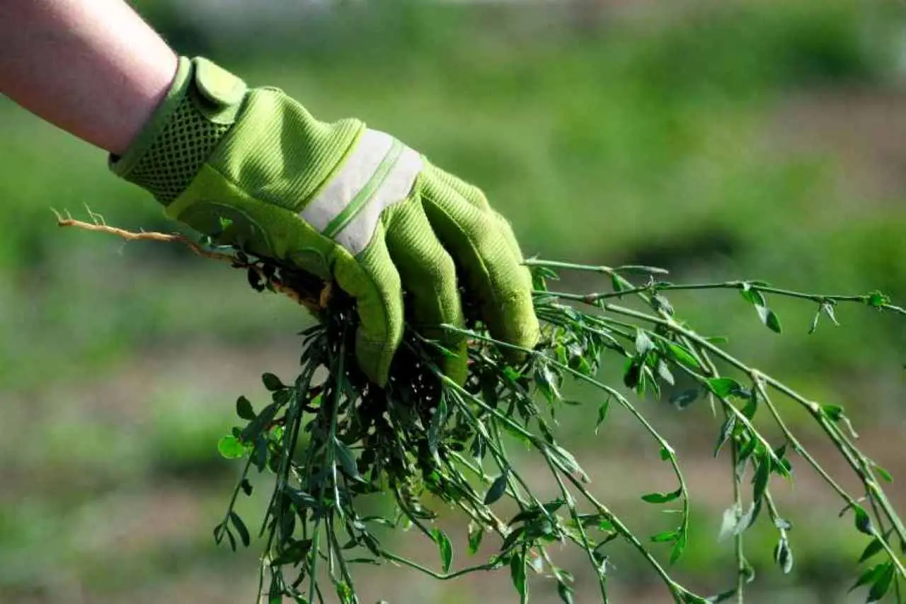 Il diserbante economico e naturale per eliminare le erbacce, senza spendere troppo Immagine selezionata