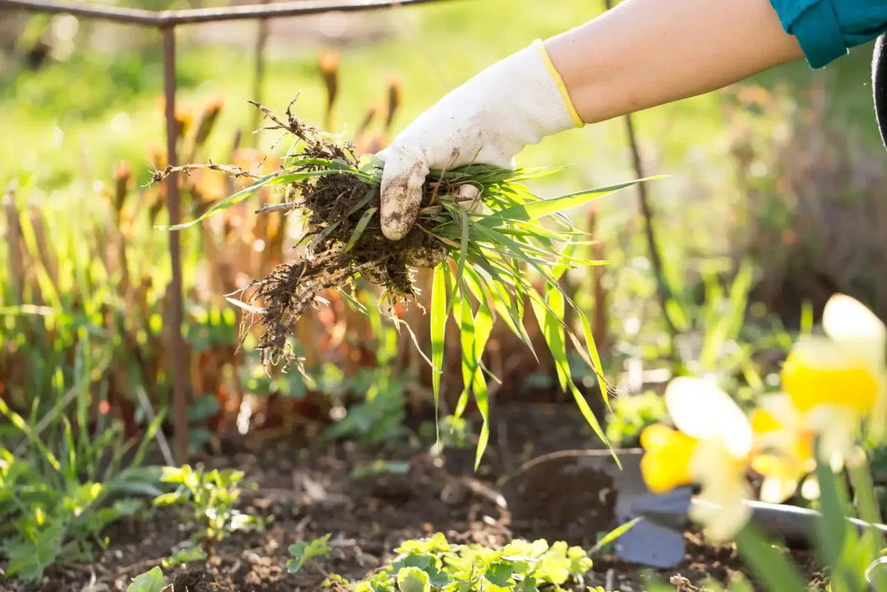 Il diserbante economico e naturale per eliminare le erbacce, senza spendere troppo Immagine selezionata