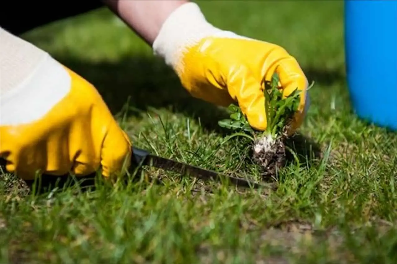 Il diserbante economico e naturale per eliminare le erbacce, senza spendere troppo Immagine selezionata