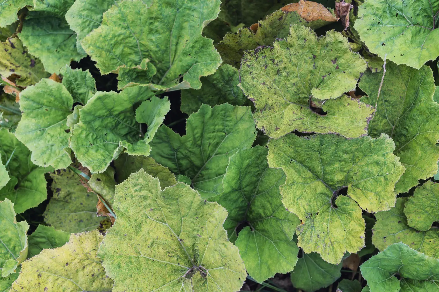 Se coltivi rabarbaro in giardino ecco il controllo essenziale da fare ad aprile Se coltivi rabarbaro in giardino ecco il controllo essenziale da fare ad aprile