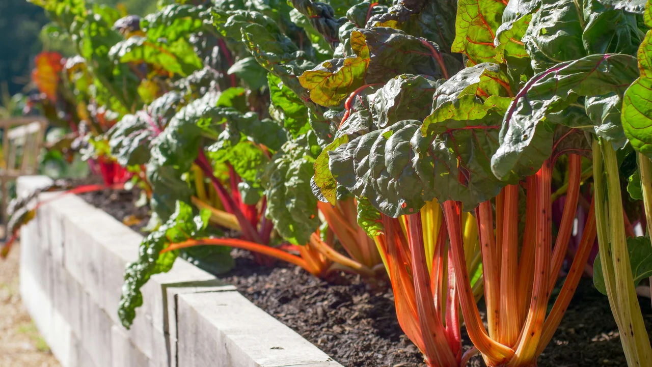 Se coltivi rabarbaro in giardino ecco il controllo essenziale da fare ad aprile Immagine selezionata