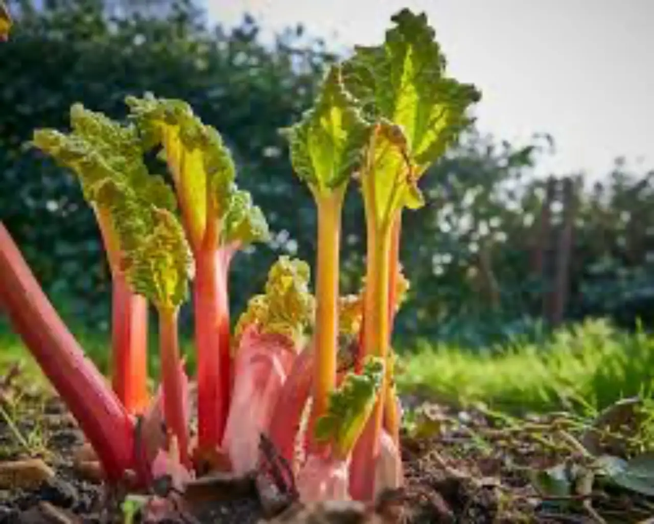 Se coltivi rabarbaro in giardino ecco il controllo essenziale da fare ad aprile Immagine selezionata