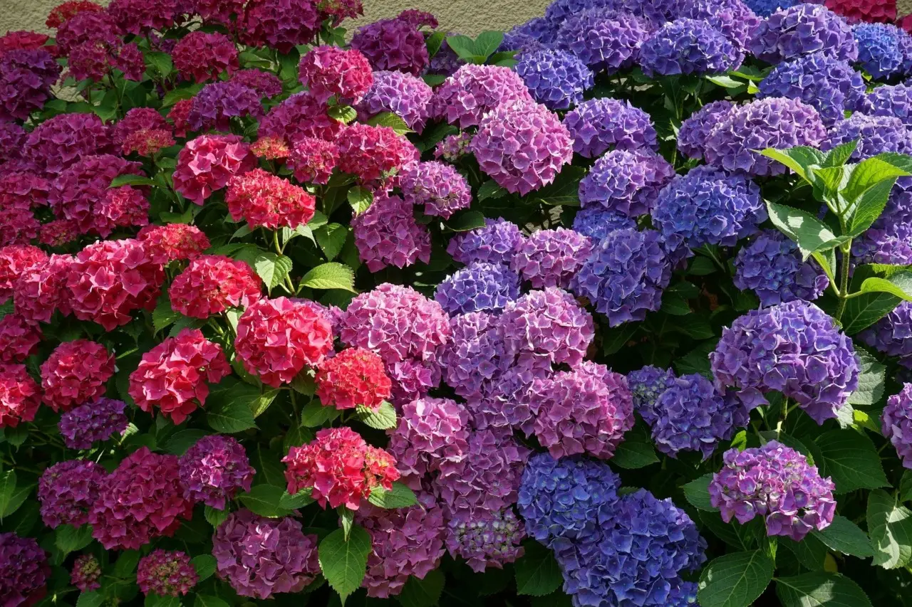 Ortensie da sogno? Il segreto infallibile per fiori spettacolari nel tuo giardino Ortensie da sogno? Il segreto infallibile per fiori spettacolari nel tuo giardino
