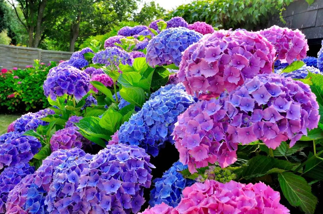 Ortensie da sogno? Il segreto infallibile per fiori spettacolari nel tuo giardino Immagine selezionata