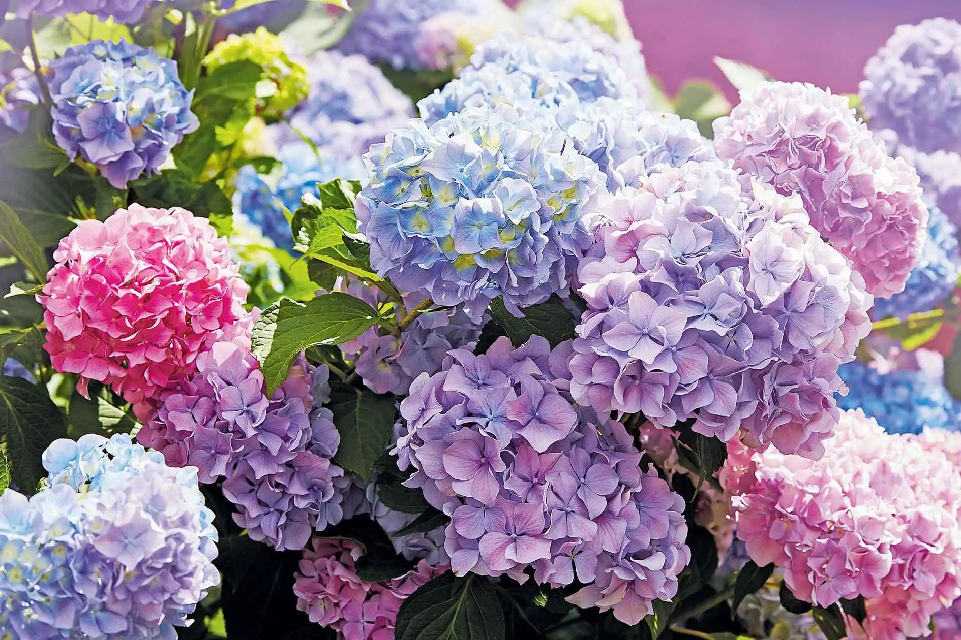 Ortensie da sogno? Il segreto infallibile per fiori spettacolari nel tuo giardino Immagine selezionata