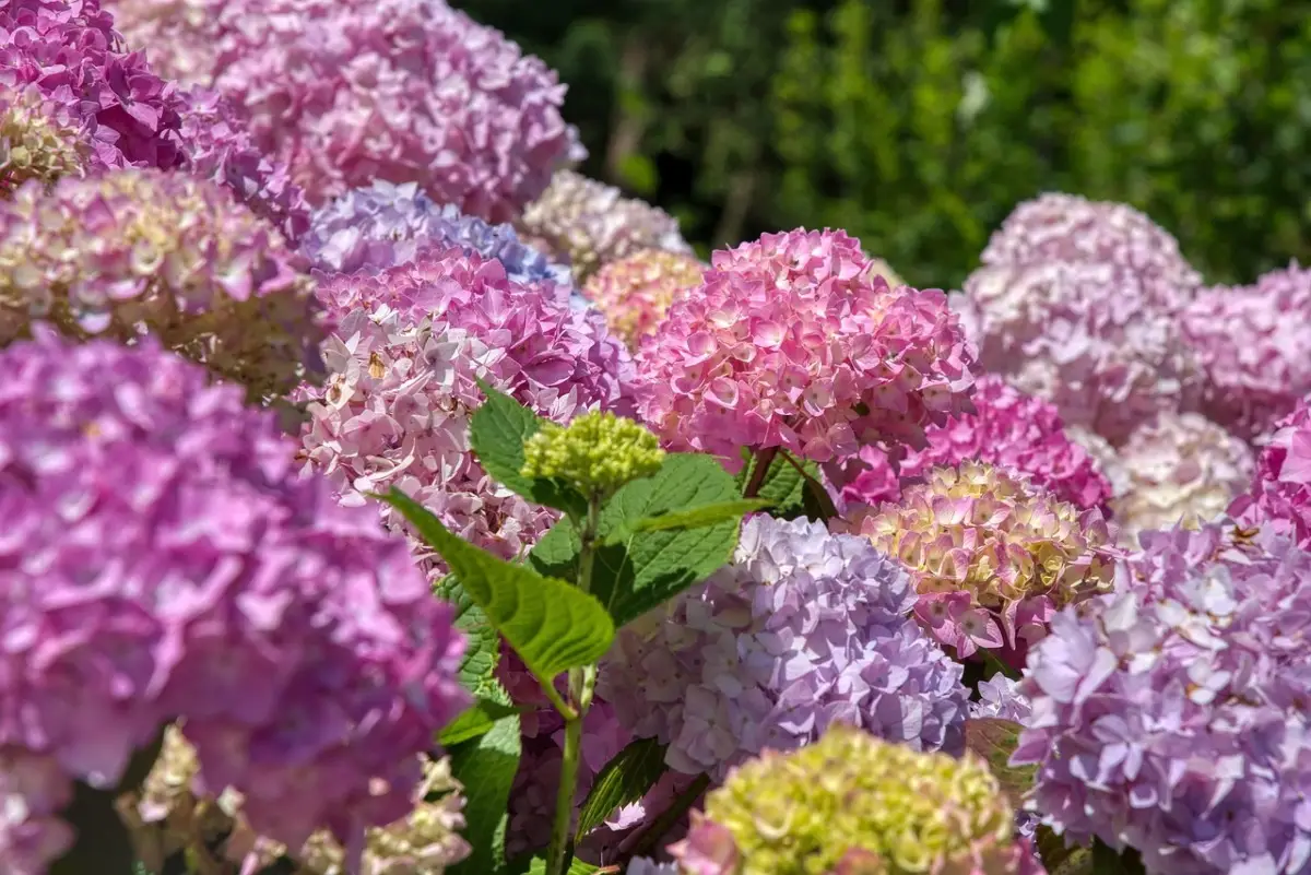 Ortensie da sogno? Il segreto infallibile per fiori spettacolari nel tuo giardino Immagine selezionata