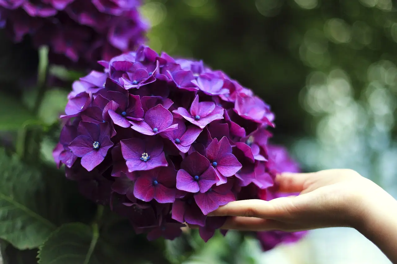 Ortensie da sogno? Il segreto infallibile per fiori spettacolari nel tuo giardino Immagine selezionata