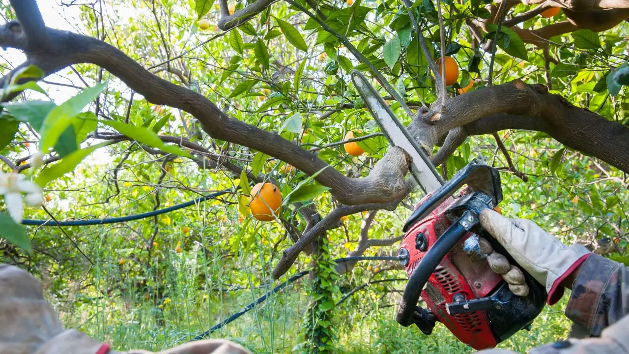 L’abitudine primaverile in giardino che inquina più dell’auto Immagine selezionata