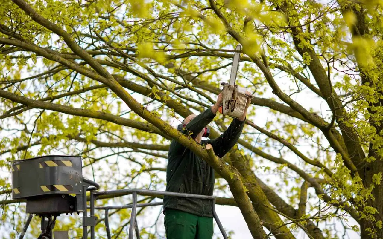 L’abitudine primaverile in giardino che inquina più dell’auto Immagine selezionata