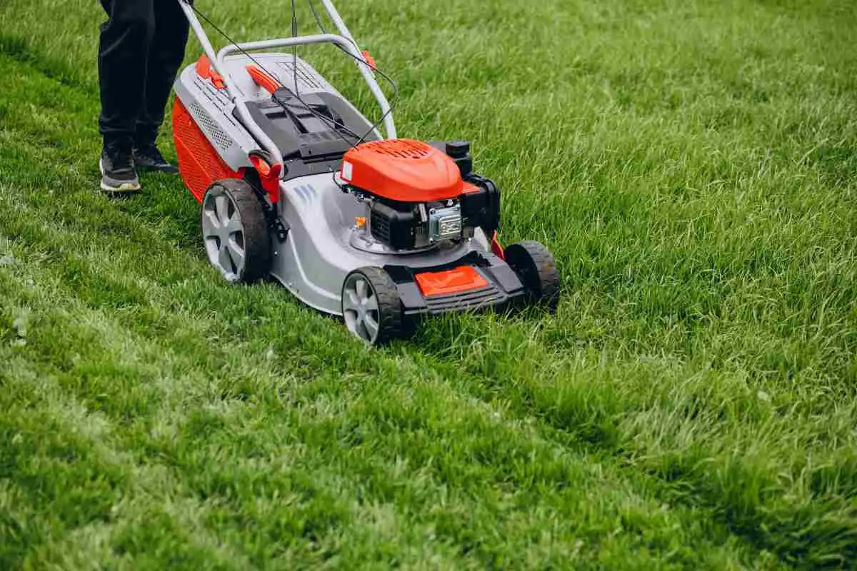 L’abitudine primaverile in giardino che inquina più dell’auto Immagine selezionata