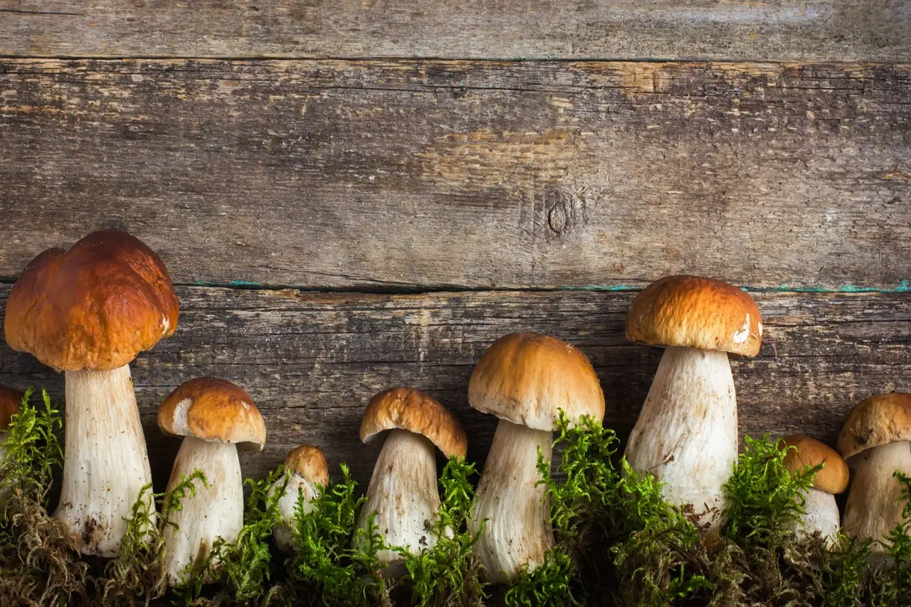 Dove trovare funghi pregiati la guida alle zone migliori anche vicino a te Dove trovare funghi pregiati la guida alle zone migliori anche vicino a te