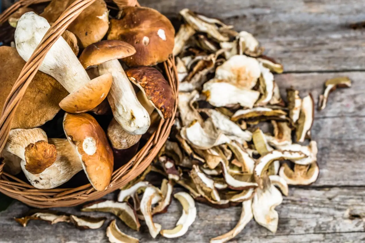 Dove trovare funghi pregiati la guida alle zone migliori anche vicino a te Immagine selezionata