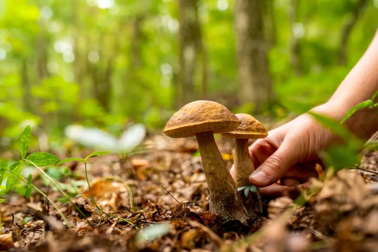 Dove trovare funghi pregiati la guida alle zone migliori anche vicino a te Immagine selezionata