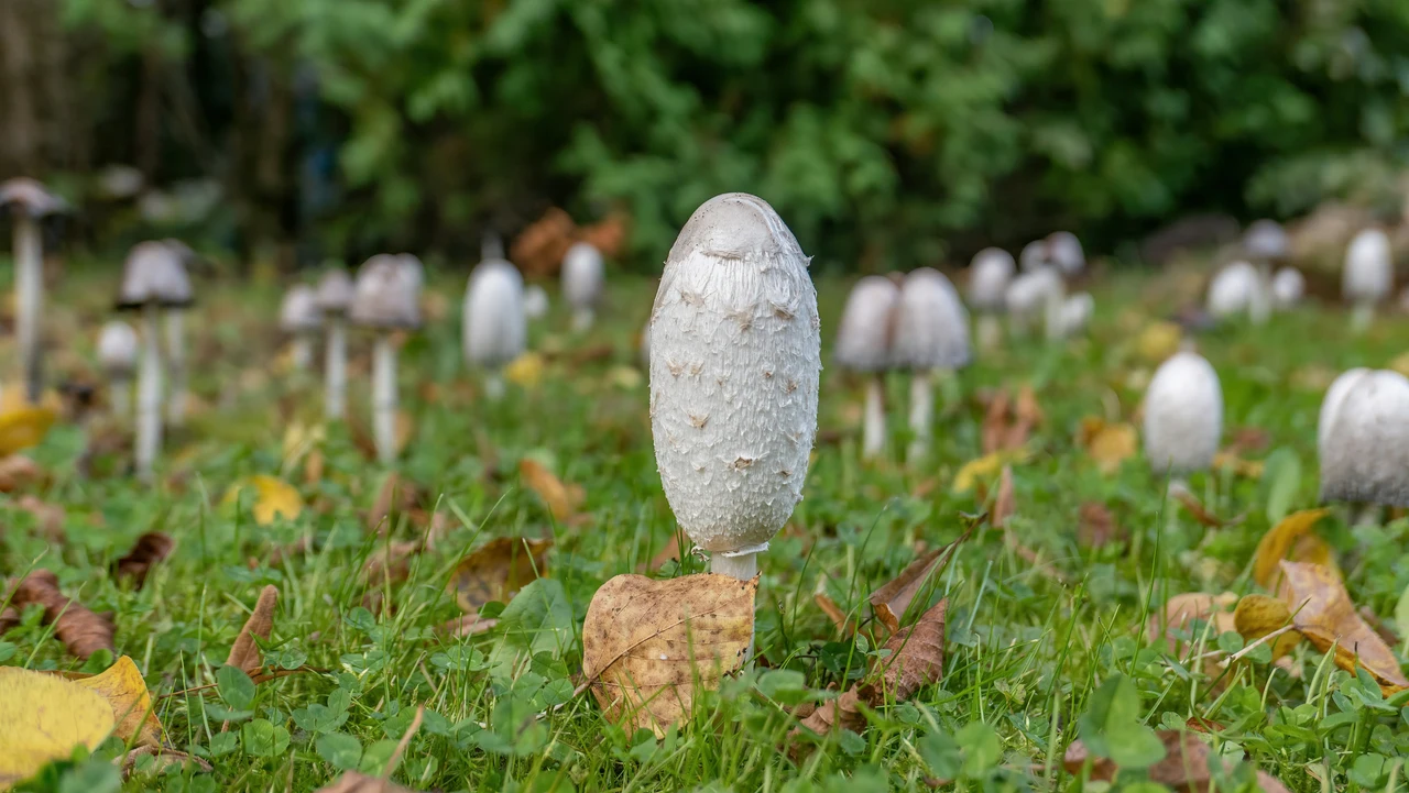 Dove trovare funghi pregiati la guida alle zone migliori anche vicino a te Immagine selezionata