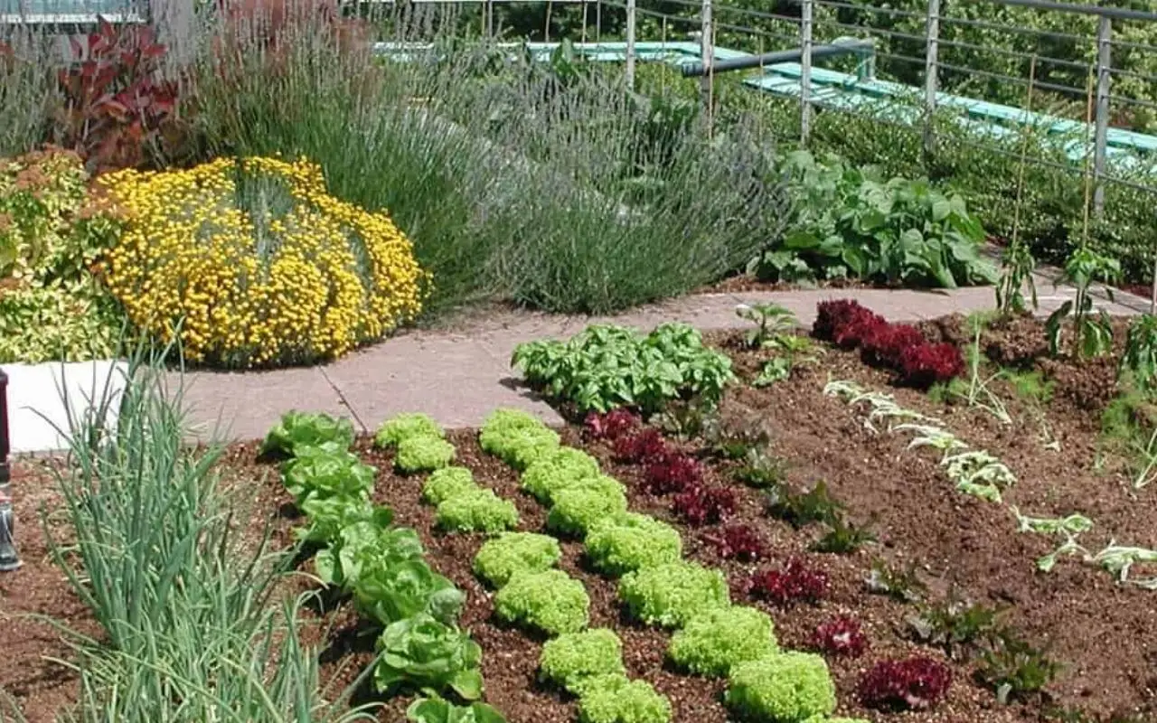 Le 10 piante da non seminare mai gli errori da evitare con fiori ortaggi ed erbe Le 10 piante da non seminare mai gli errori da evitare con fiori ortaggi ed erbe