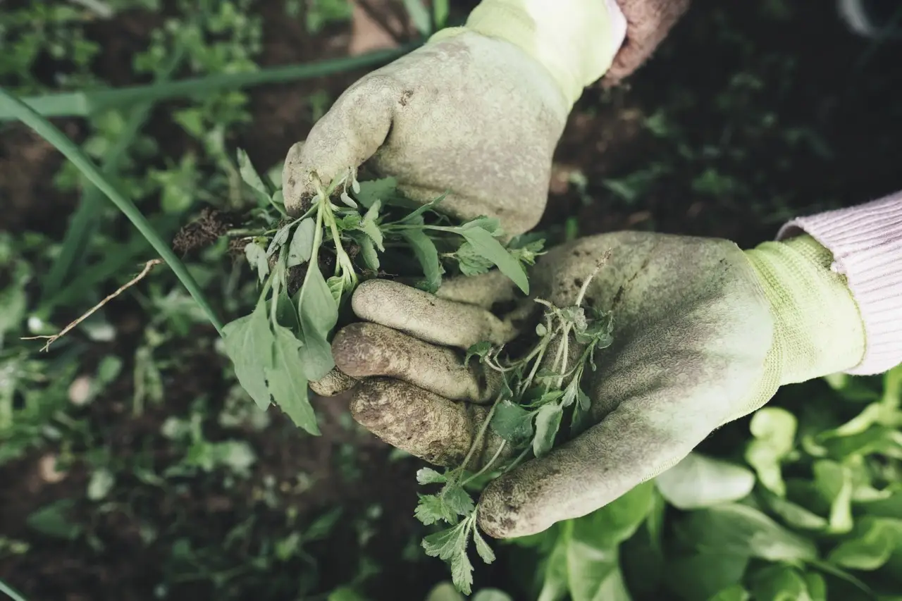 Le 10 piante da non seminare mai gli errori da evitare con fiori ortaggi ed erbe Le 10 piante da non seminare mai gli errori da evitare con fiori ortaggi ed erbe