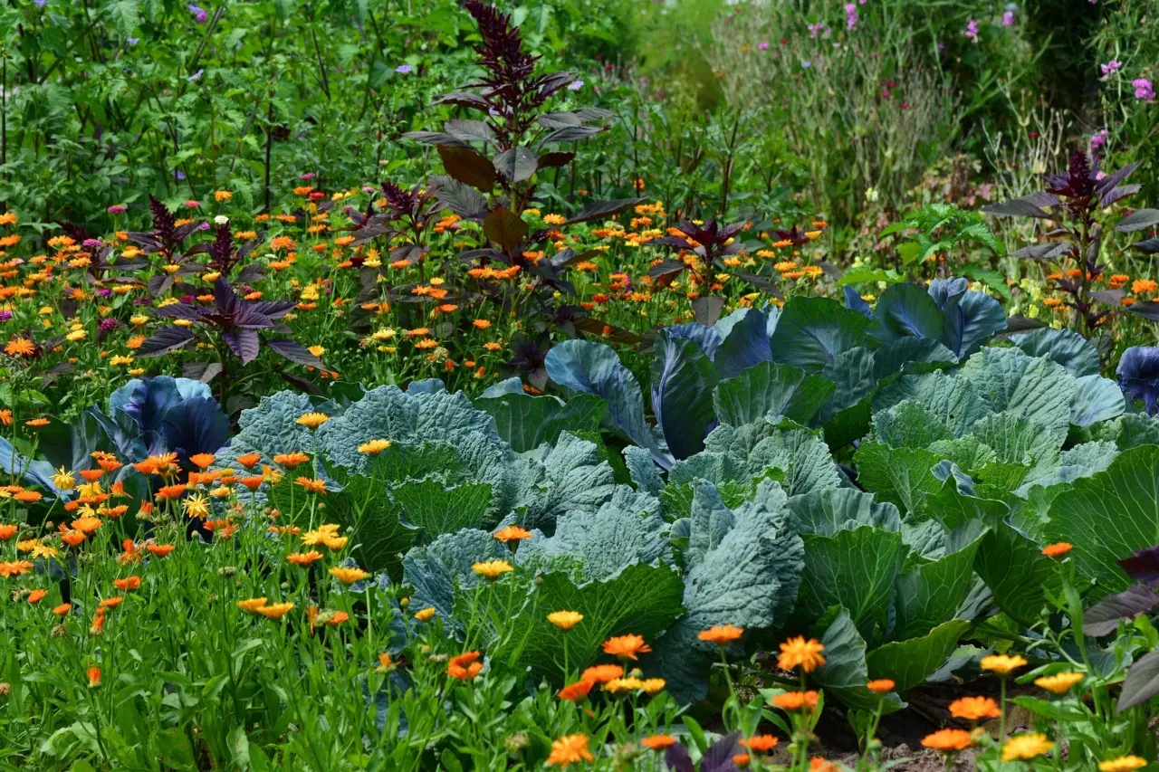 Le 10 piante da non seminare mai gli errori da evitare con fiori ortaggi ed erbe Le 10 piante da non seminare mai gli errori da evitare con fiori ortaggi ed erbe